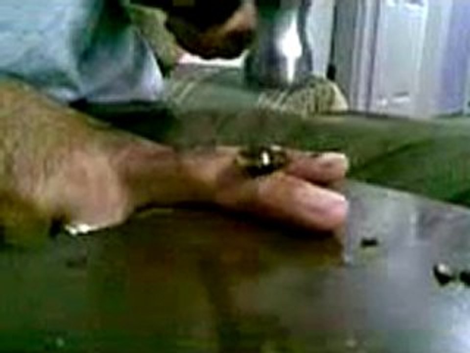 Kayısı Çekirdeği