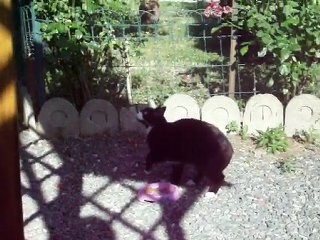 La drole de manie de Mouche la minette 29 juillet 2010