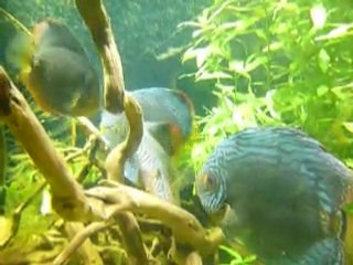 Ponte discus trio communotaire