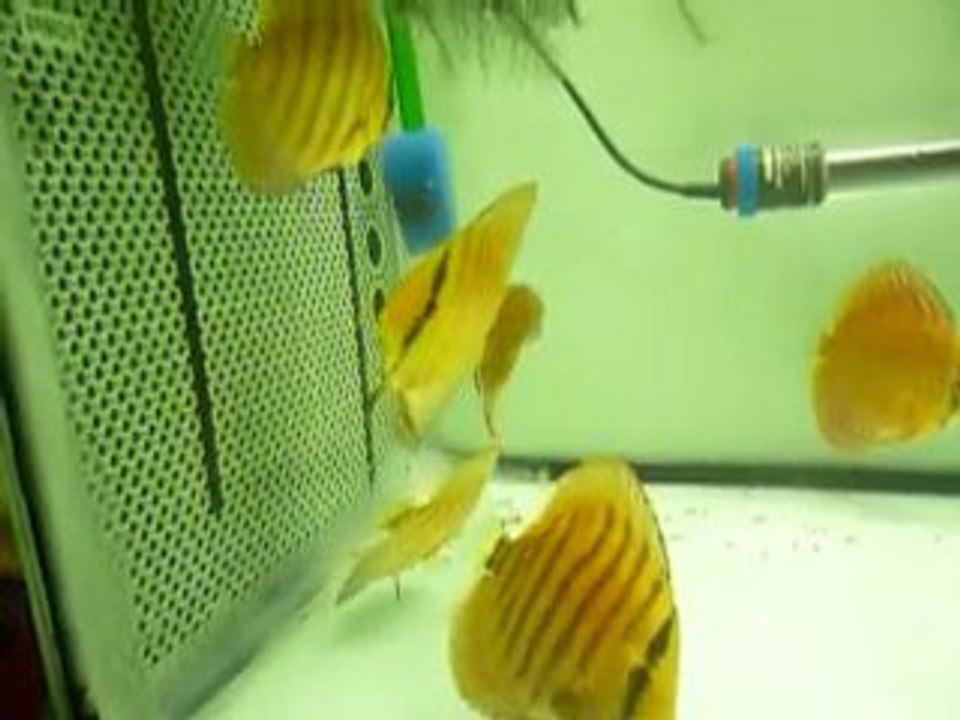 Jeune discus 28 juillet