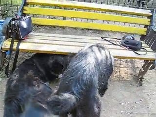 Mura and Smoke playing :)