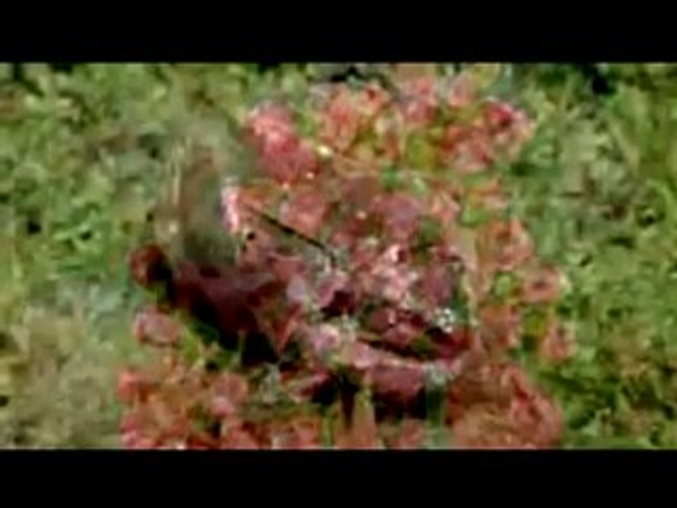 AGAC KURBAGASININ HAYATA DONUSU...