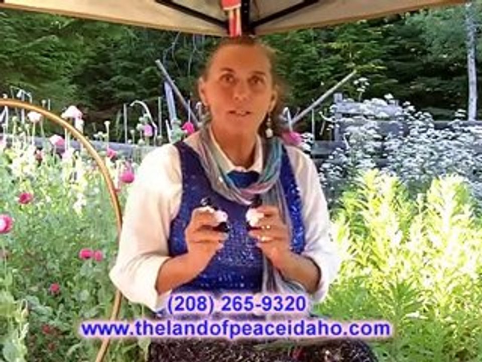 Lavender organic healing oil