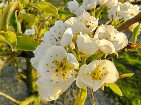 Diaporama de l'année 2010 - 10ème partie