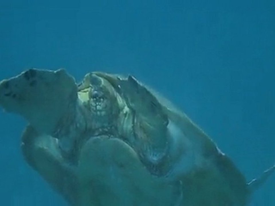 Tortue de mer aux îles Perhentians (Malaisie)