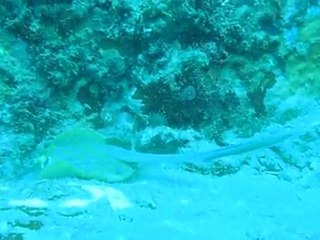 Raie à points bleu (Taeniura limma) aux îles Perhentians