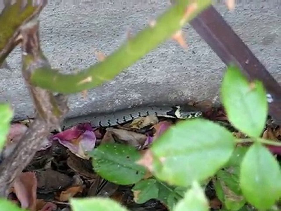 couleuvre à collier