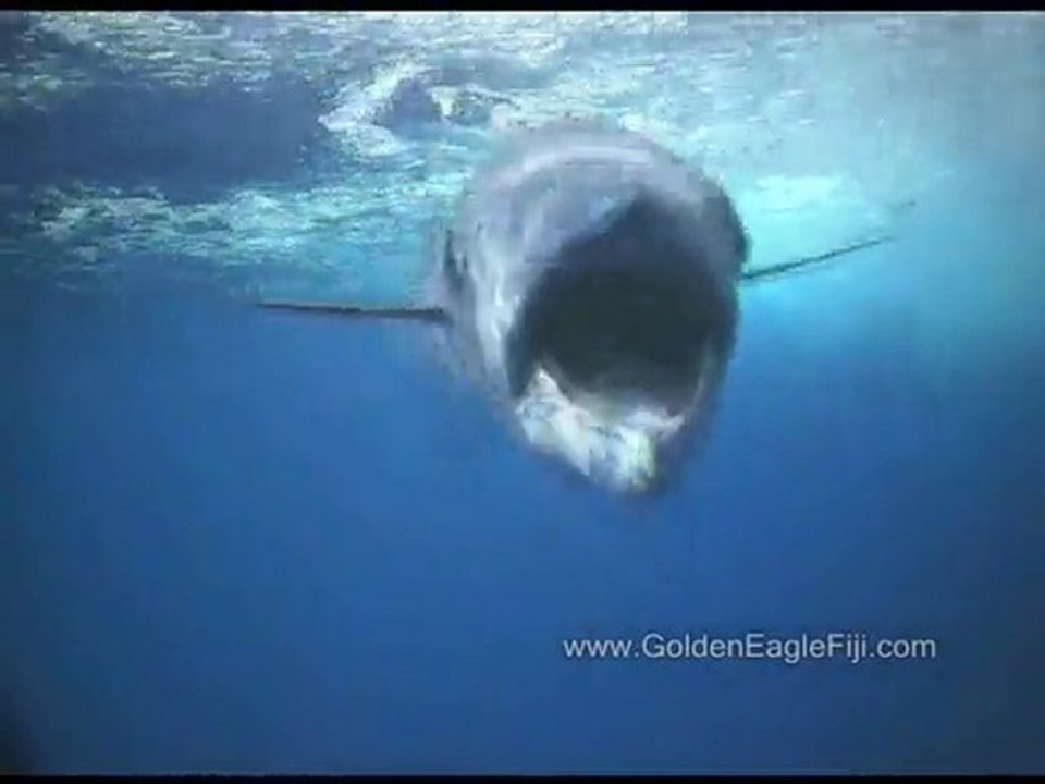 Wahoo hits a towcam HARD in the Fiji Islands