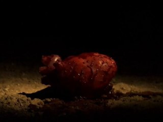 Wounded Embark of the Lovesick Mind Trailer