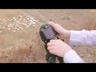 Geese Listening To Music