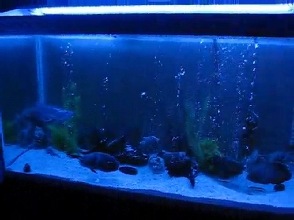 40 CM SİLVER AROWANA