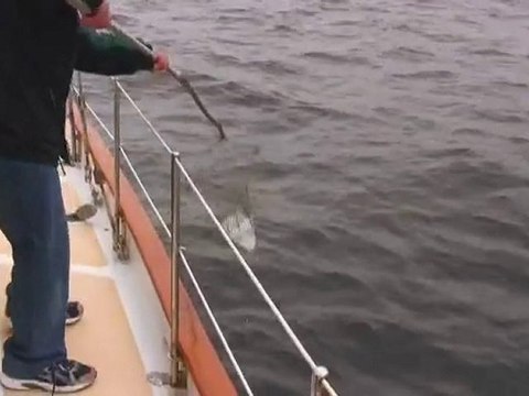 Iceberg Sighting - Newfoundland and Labrador, Canada