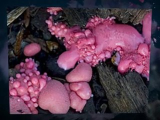 Symptoms of Slime Mold The Bronx NY