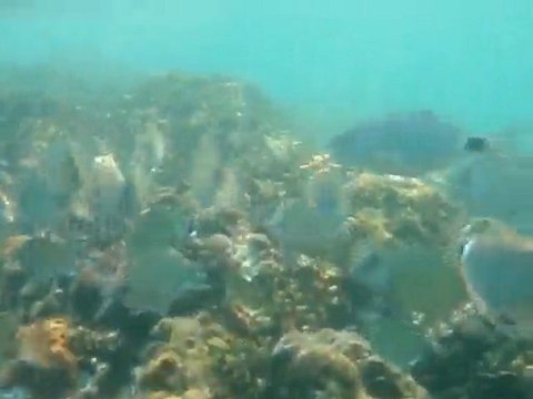 Plongée Camping Marsouins Argeles