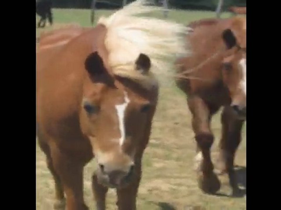 Poney qui vient me voir et qui hénnit *