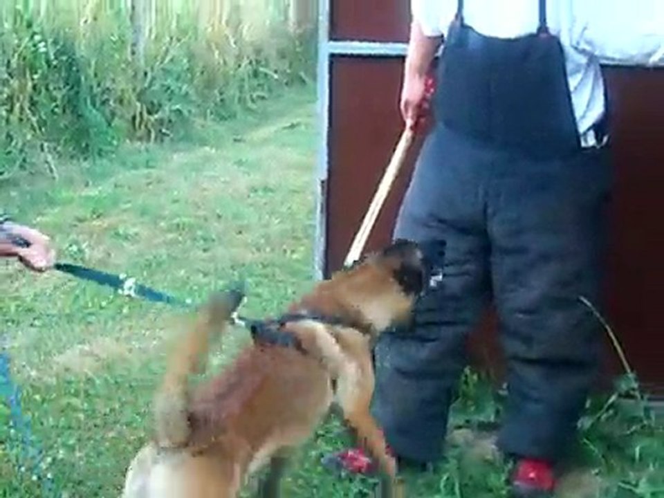 RING : RECHERCHE MALINOIS ELBOY 7 MOIS