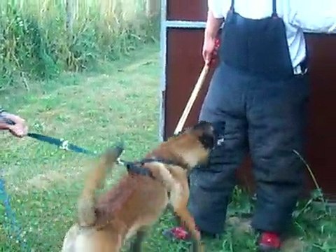 RING : RECHERCHE MALINOIS ELBOY 7 MOIS