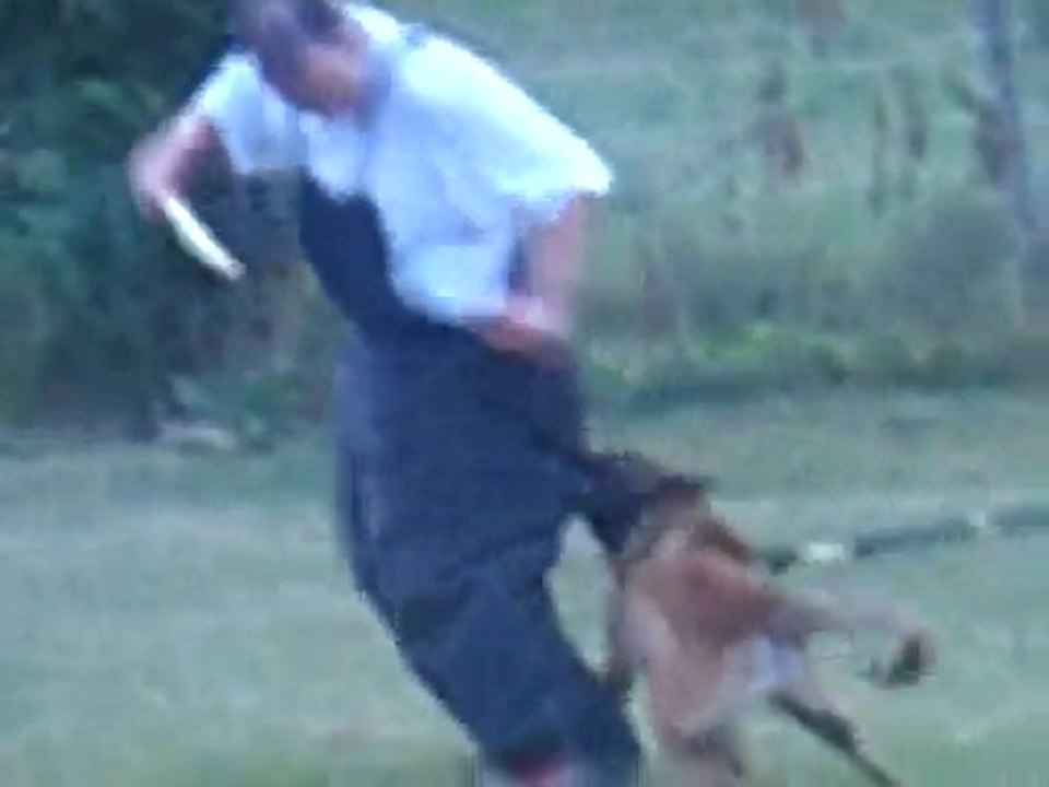 RING :FUYANTE MALINOIS ELBOY 7 MOIS