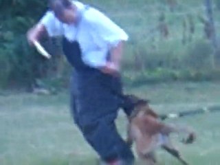 RING :FUYANTE MALINOIS ELBOY 7 MOIS