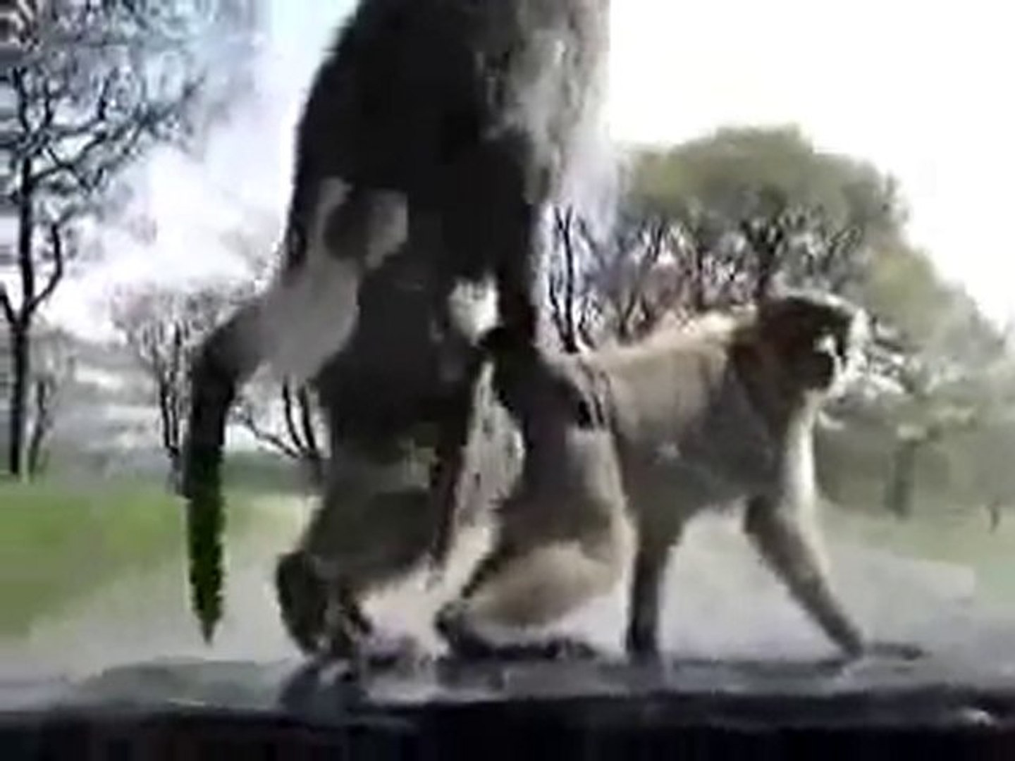 Les singes font l'amour pendant la crise - Vidéo Dailymotion