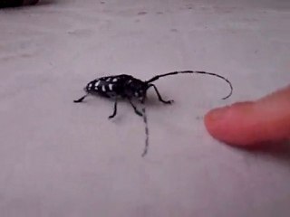 joli insecte