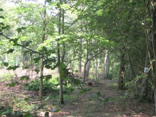 Deux sociologues à Chantilly (4) Le parc naturel
