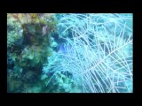 Roatan Scuba Diving