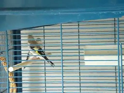 jeunes chardonnerets majors