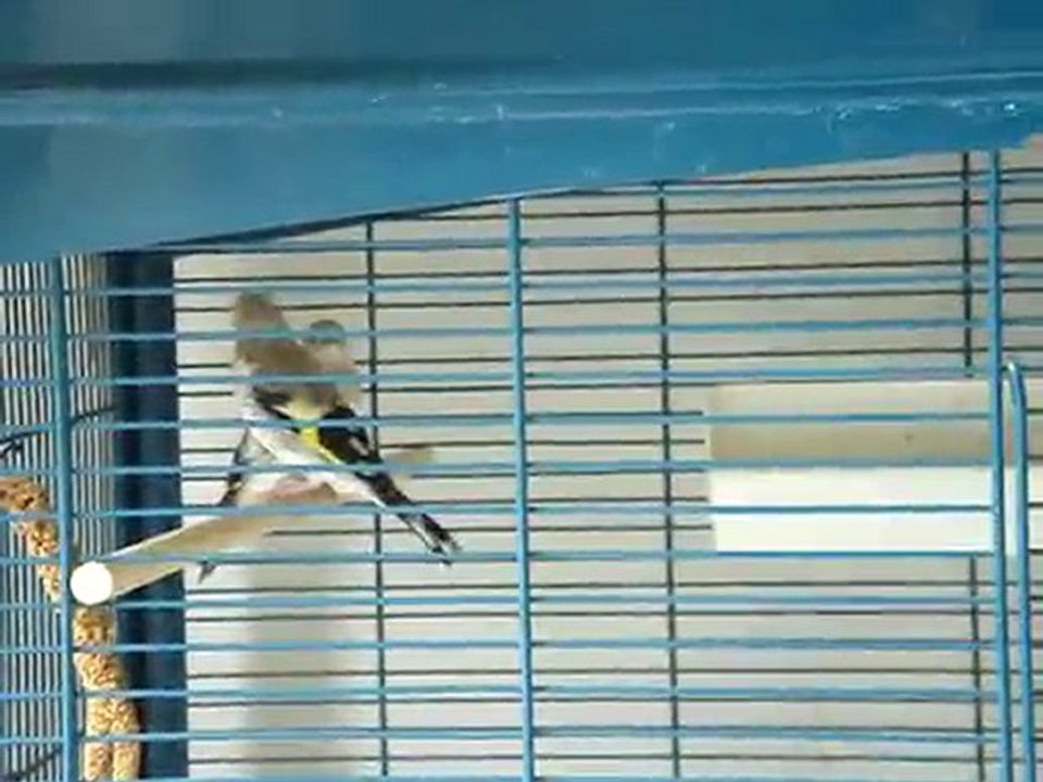 jeunes chardonnerets majors