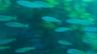 Schooling Fish Mokohinaus Outer Hauraki Gulf North Island