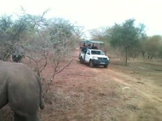 rhino blanc à bandia