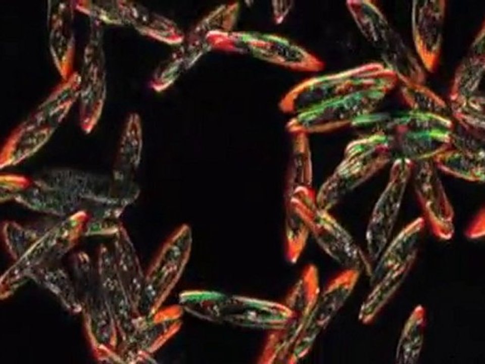 Ddd Warszawa Ddd. Odkazanie, Tepienie Owadów, Odszczurzanie