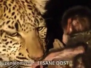 Merhametli Leopar
