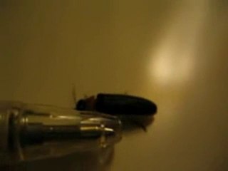 firefly ateş böceği