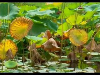 Enquête au Jardin des Plantes (Sept 09)
