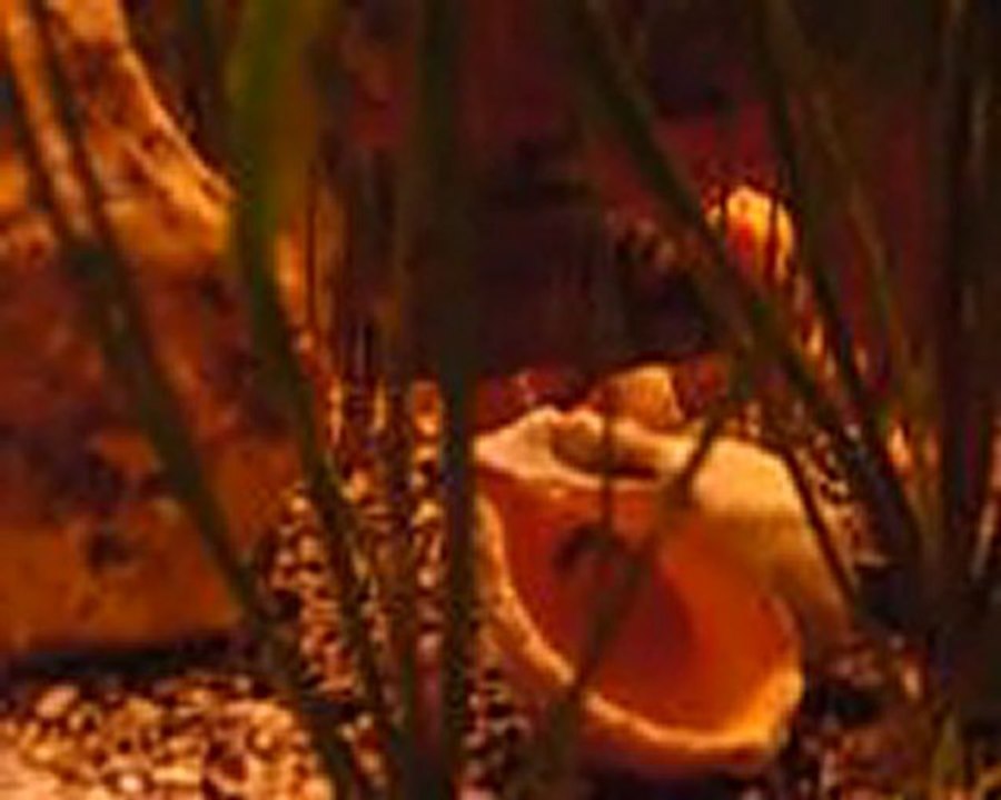 akvaryum akvaryumcity.com aqvarıum www.akvaryumcity.com