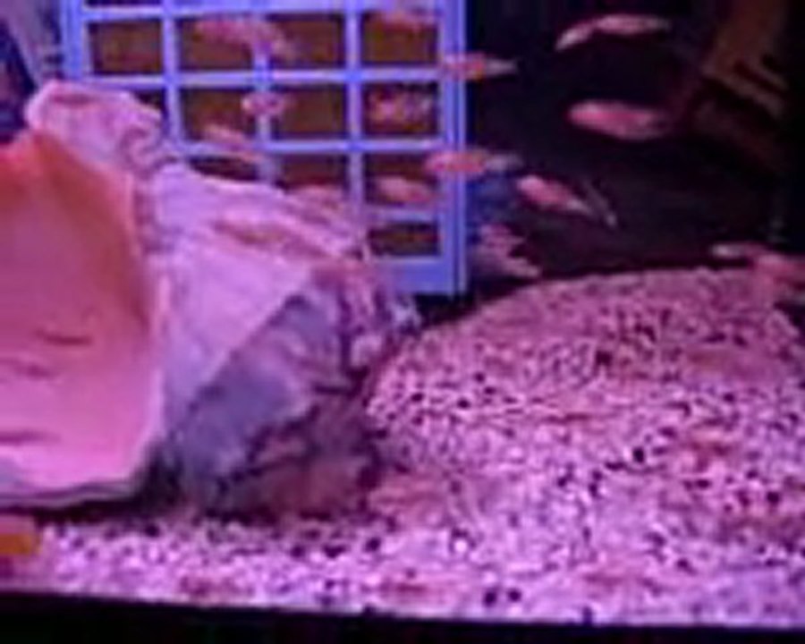 akvaryum akvaryumcity.com aqvarıum www.akvaryumcity.com