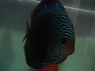 discus