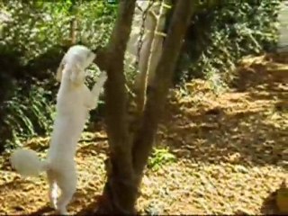 abby et le chat grigri juillet 2010