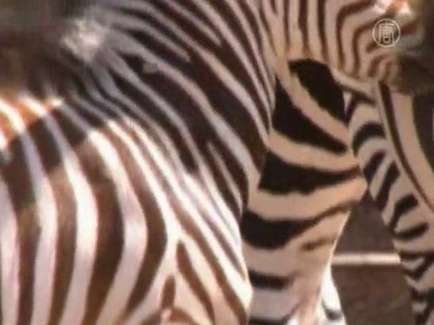 Без комментариев: зебренок родился в зоопарке Рима