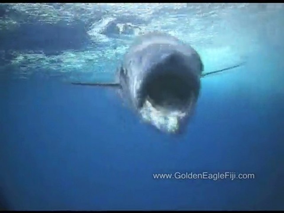 Wahoo hitting Tow Cam fishing Kadavu, Fiji Islands