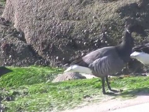 2010 02 26 - Lerat - Oies Bernache