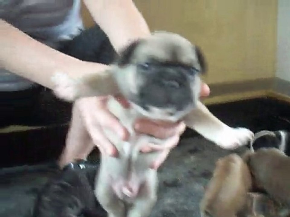 Bèbès bouledogues français à réserver