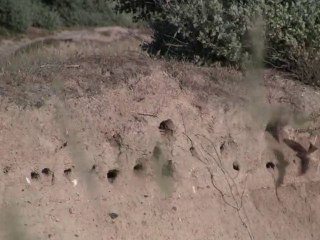 2010 07 12 - Castelli - Hirondelles des falaises