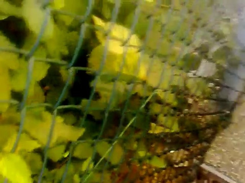 Mon moteur g60 bastianos's kompressor stage 4