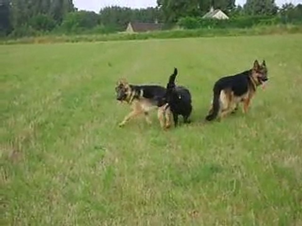 Chadia,Elka et Digger d'araval