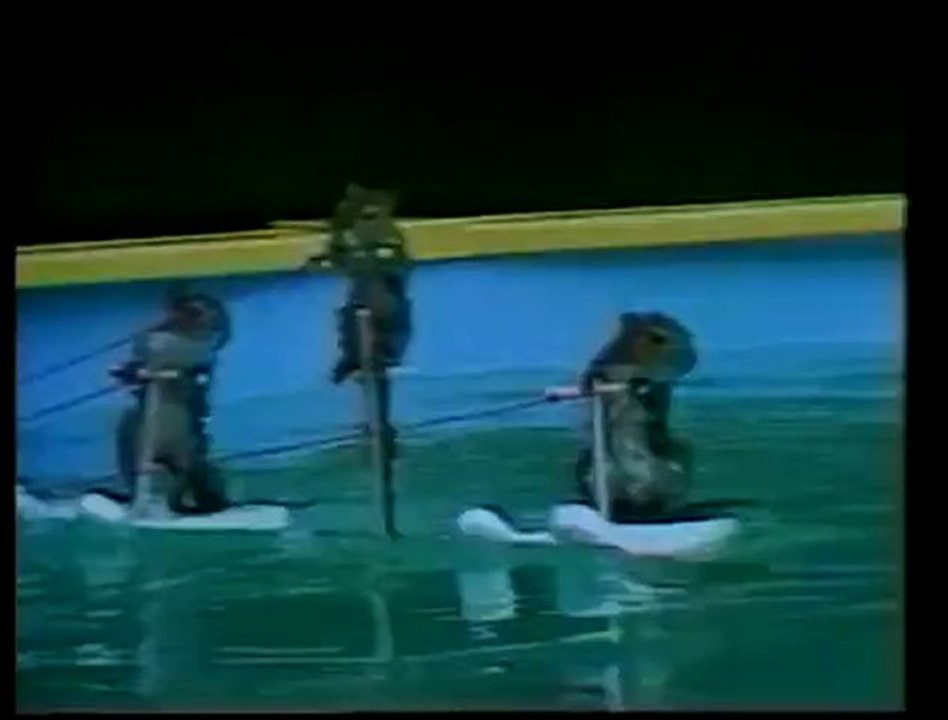 3 écureuils qui font du ski nautique