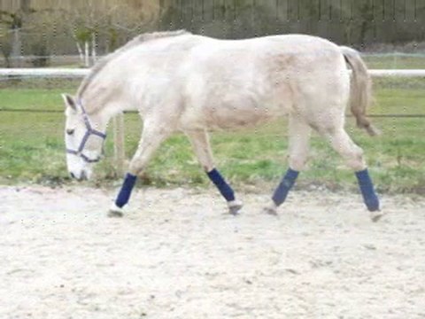 Séance de travail en liberté pour Rola, lusitanienne
