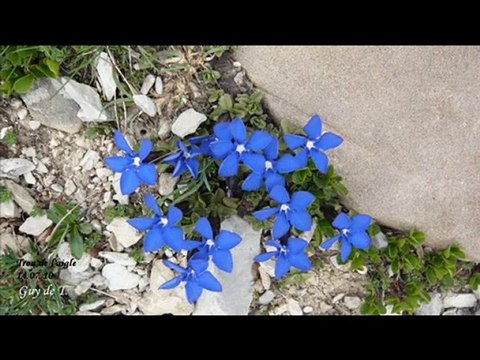 ALLOS B . MONT PELAT