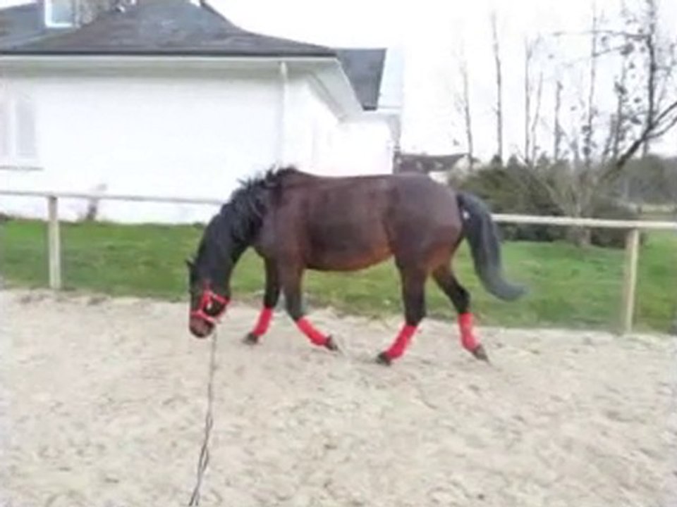 séance de longe pour razièle, février 2010